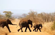 Full Day Kruger Park Safari From Hazyview