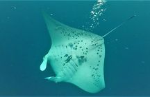 Kona Manta Rays Guaranteed Night Snorkel in Keauhou Harbor