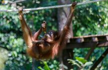 Day Trip Sepilok Orang Utan & Labuk Bay Proboscis Monkey
