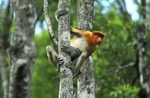 Day Trip Sepilok Orang Utan & Labuk Bay Proboscis Monkey