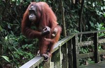 Day Trip Sepilok Orang Utan & Labuk Bay Proboscis Monkey