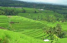 Full Day Tour: Jatiluwih Rice Terrace Tour by Volkswagen (VW)