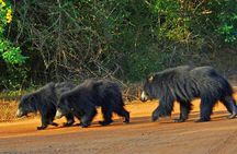 Yala National Park safari from Hikkaduwa 