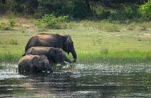 Yala National Park safari from Hikkaduwa 