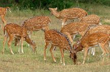 Yala National Park safari from Hikkaduwa 