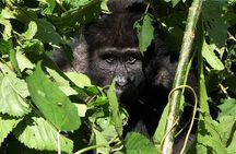 12 Day Affordable Safari-Gorilla and Primate Track Uganda