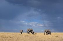 Ngorongoro Crater | Day Tour