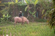 Living Land Rice Farming Experience