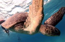Marsa Mubarak Snorkeling Sea Trip & Transfer & Lunch – Marsa Alam
