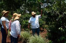 Enjoy the coffee route in Coatepec Magical Town
