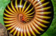 Jungle Night Tour Manuel Antonio