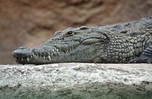 Yala National Park Private Safari (All Inclusive) From Mirissa