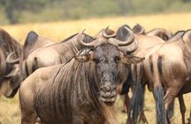 3-Day Safari in Serengeti & Ngorongoro(Mid-range)