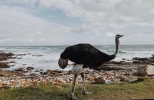 Cape of Good Hope & Penguin Private Tour from Cape Town