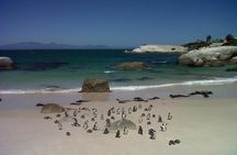 Private Tour with Wine Expert to Cape of Good Hope & Constantia Wine Region