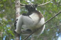 Madagascar Wildlife Tour for 02 days