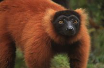 Madagascar Wildlife Tour for 02 days