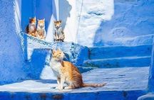 Chefchaouen Day Trip! The Blue City (Private Tour)