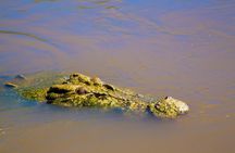 Jumping Crocs & Nature Adventure Cruise from Darwin