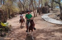 East Coast Horseback Riding & Waterfall Excursion 
