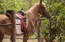 East Coast Horseback Riding & Waterfall Excursion 