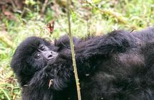6 Day Uganda Gorilla Safari and Lake Bunyonyi Homestay Experience