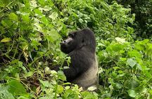 6 Day Uganda Gorilla Safari and Lake Bunyonyi Homestay Experience