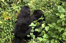 4 Day Uganda Gorilla Trekking Safari with Lake Bunyonyi