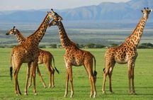 Arusha National park Day Trip