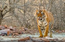 5 Days Golden Triangle Tour with Ranthambore Delhi, Agra, Jaipur