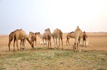 Al Ain Desert Safari with Buffet Dinner