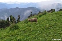 Naag Tibba Trekking and Hiking 2 Nights and 3 Days