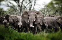 6 days 5 nights safari Ngorongoro, Serengeti and Tarangire National Parks