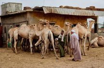 Cairo Unusual Day Tour Visit Camel Market in Birqash