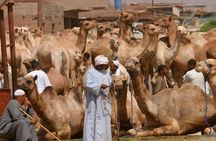 Cairo Unusual Day Tour Visit Camel Market in Birqash
