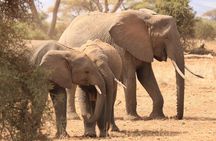 2-Day Safari Tour to Tarangire & Ngorongoro Crater (Mid-range)