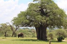 2-Day Safari Tour to Tarangire & Ngorongoro Crater (Mid-range)