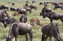 4-Day Safari in Tarangire, Serengeti & Ngorongoro (Mid-range)