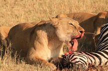 3-Day Safari in Serengeti & Ngorongoro(Mid-range)