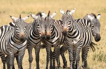 6-days Safari in Northern Tanzania