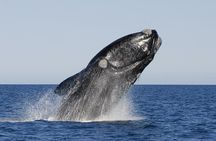 Peninsula Valdes Tour with Optional Whale Watching