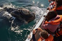 Peninsula Valdes Tour with Optional Whale Watching