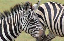 3-Day Safari to Tarangire, Lake Manyara & Ngorongoro(Mid-range)