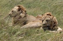 3-Day Safari to Tarangire, Lake Manyara & Ngorongoro(Mid-range)