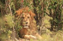 3-Day Safari to Tarangire, Lake Manyara & Ngorongoro(Mid-range)