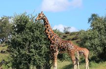 1-Day Safari-Trip to Tarangire National Park
