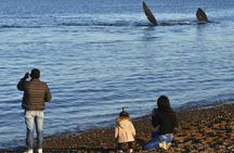 City Tour and Sea Lions at Punta Loma from Puerto Madryn