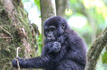 6-Day Uganda Gorilla Adventure (Fly-in)