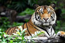 8 Day Golden triangle with Ranthambore Jodhpur & Udaipur Tour