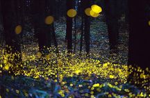 Kuala Selangor Fireflies & Nature Escape – From Kuala Lumpur
